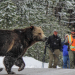 Watch: A grizzly bear in Yellowstone rushes for its life, but from what?